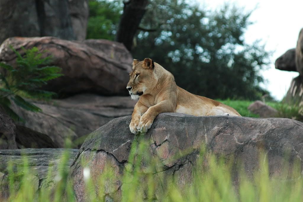Disney07098.jpg