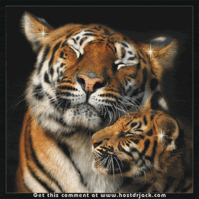 tigers photo: glitting tigers tigers-1.gif