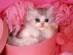 pretty pink cat