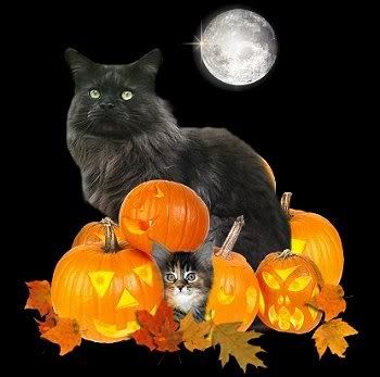 big black cat with pumpkins Pictures, Images and Photos