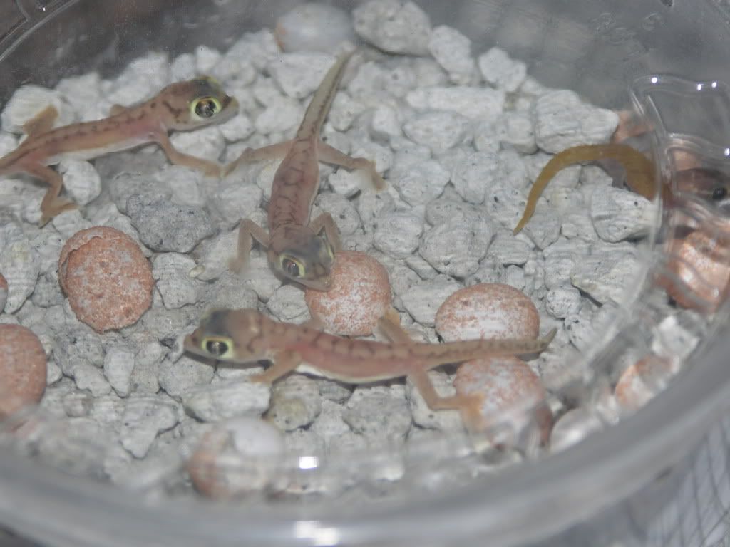 Pachy.babies2007.jpg