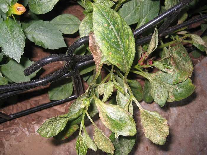 Photo Sharing and Video Hosting at Photobucket