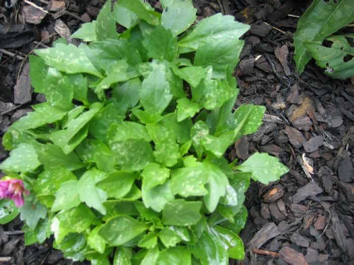 What are these little lines on my Dahlia leaves?