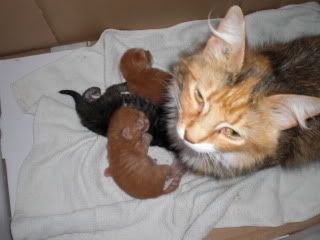 Suvy with kittens
