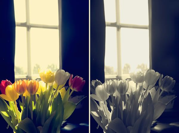 Tulips in the sunshine.>