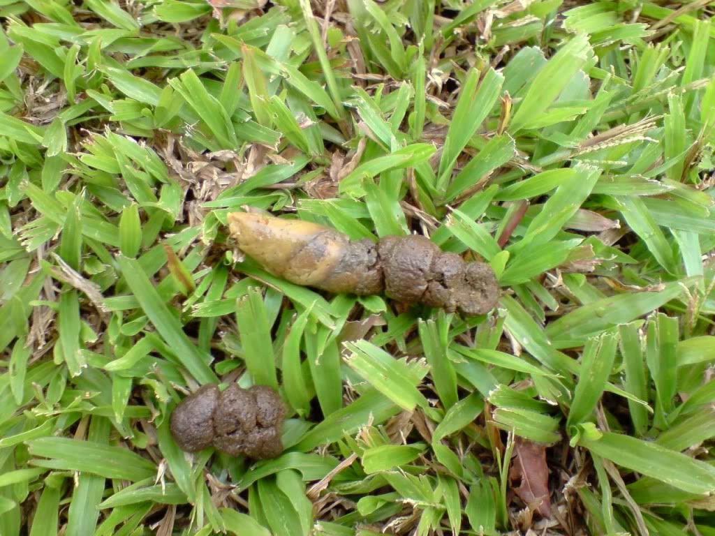 蛋黃色的大便??(清晰大便圖)(原發表者:次郎)(飲食保健)