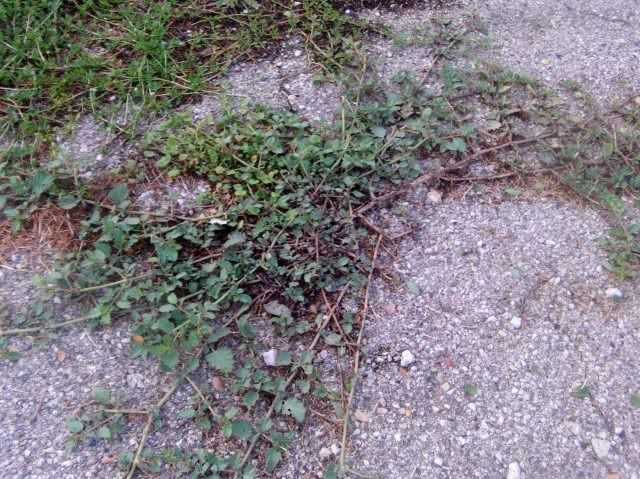 GroundWeeds1.jpg