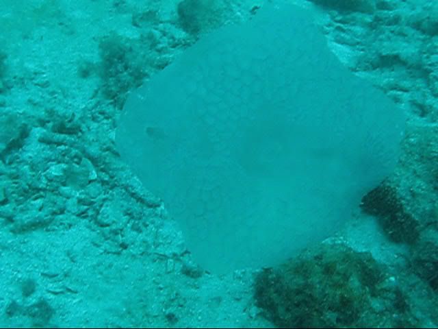 jelliedfish.jpg