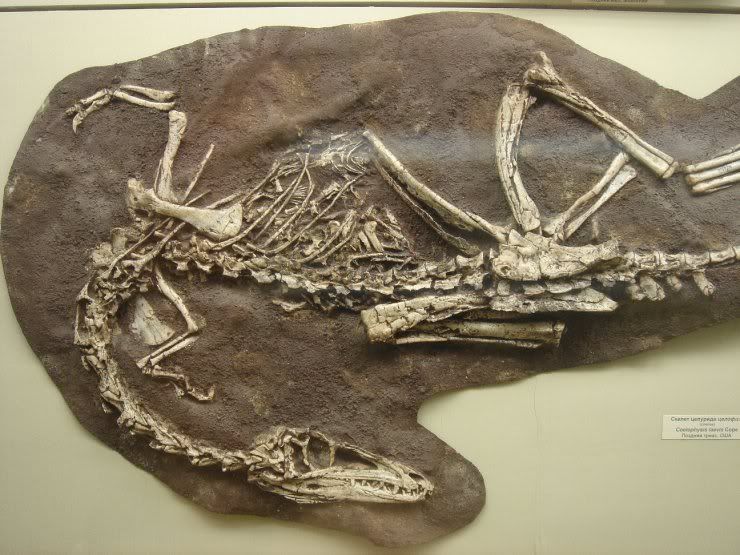 fossils_018.jpg