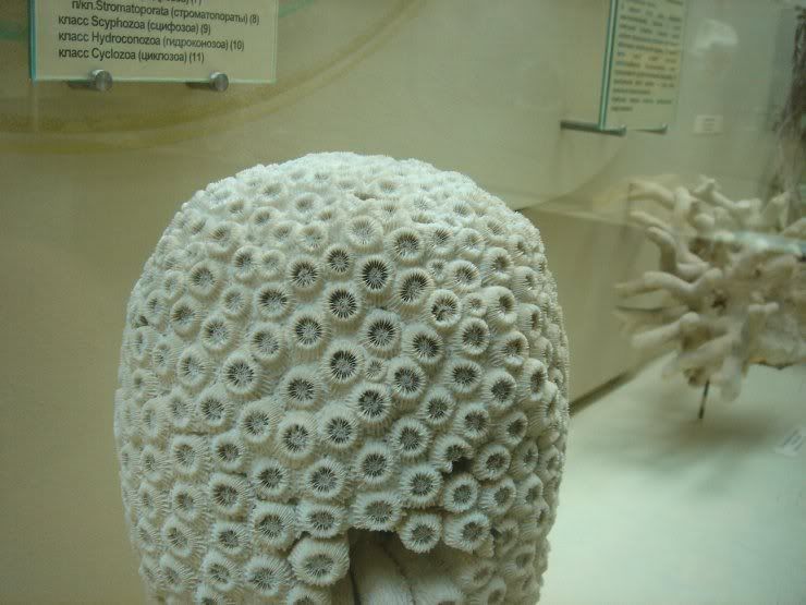 fossils_019.jpg