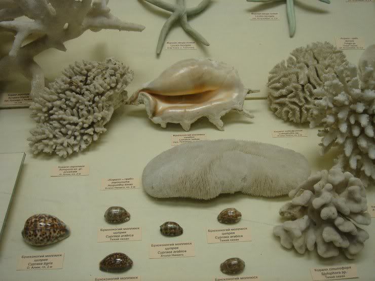 fossils_026.jpg