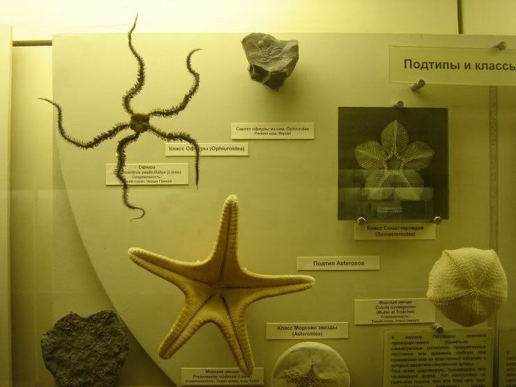 fossils_039.jpg