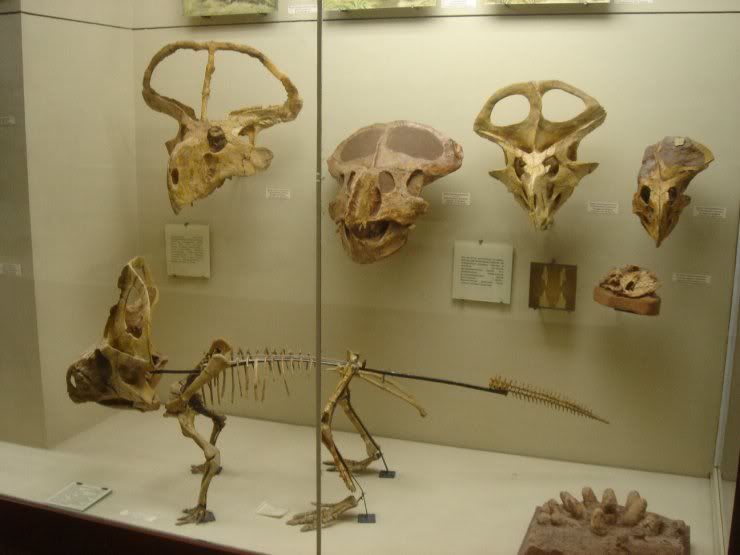 fossils_046.jpg