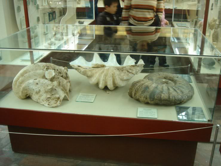 fossils_056.jpg
