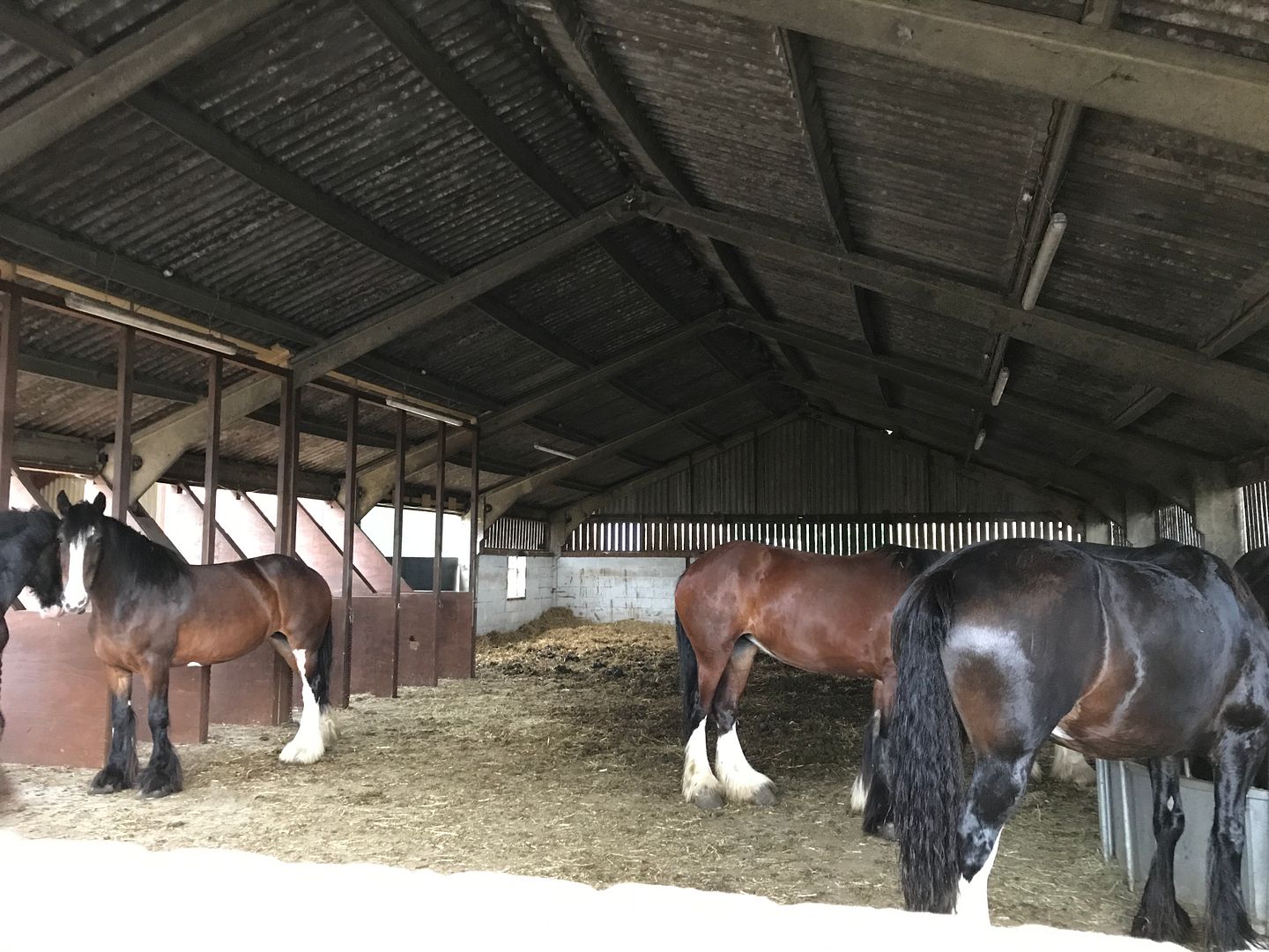 Keeping Horses in loose in big barn... Horse and Hound Forum