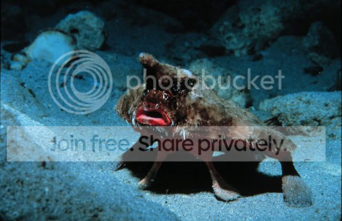 ig54_bat_fish_02.jpg