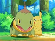 [PokeCommunity.com] The Turtwig fanclub!