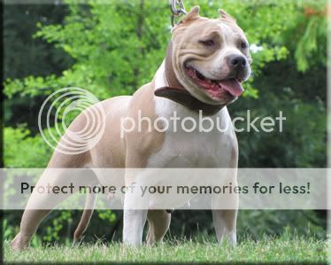 REMYLINE MEETS G LINE - American Bully Pitbull Forum - ABKC Message Board